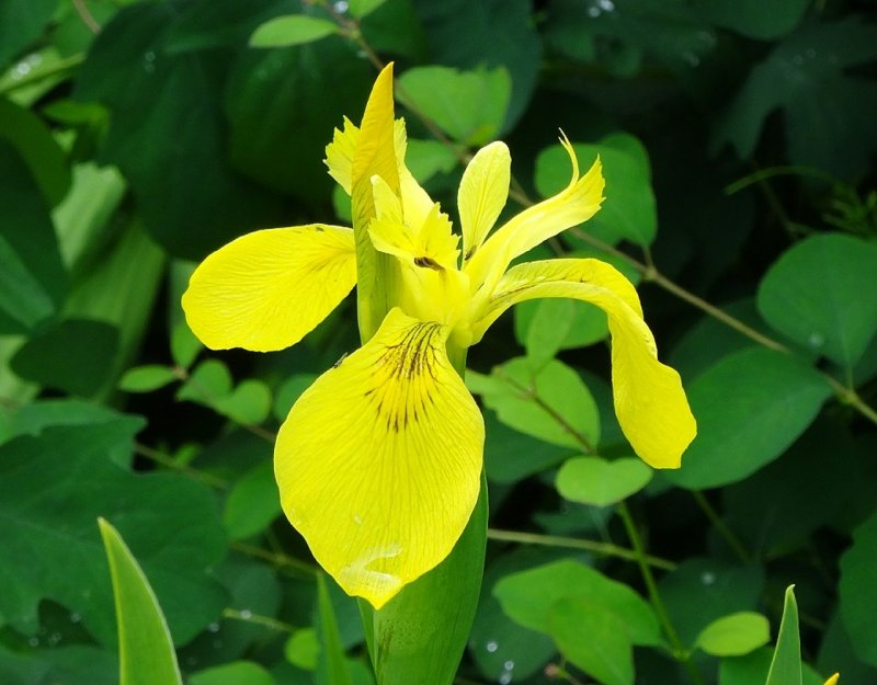 Ирис болотный (Iris pseudacorus)