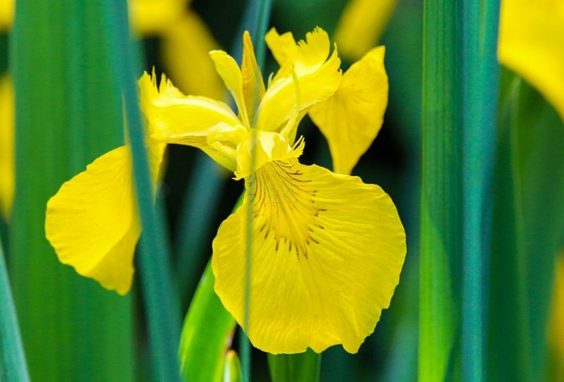 Ирис болотный (Iris pseudacorus)