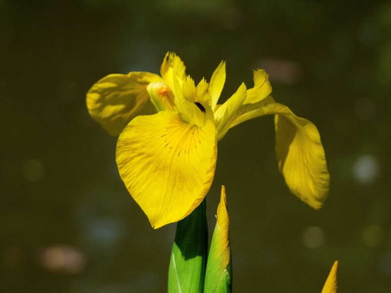 Ирис болотный (Iris pseudacorus)