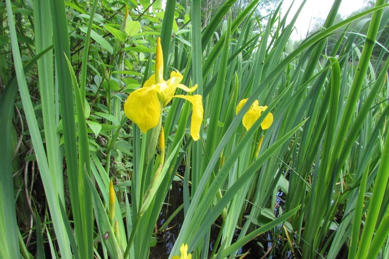 Ирис болотный (Iris pseudacorus)