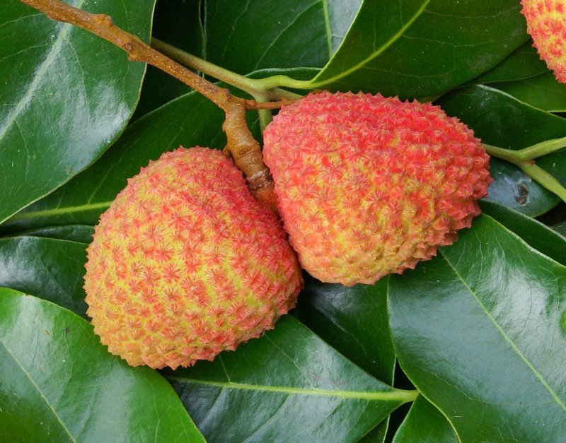 Litchi chinensis