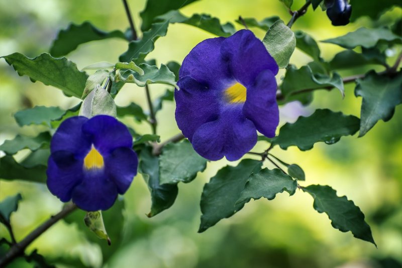 Тунбергия ароматная-Thunbergia fragrans