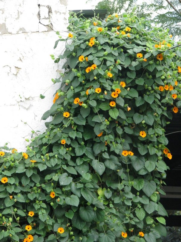 Thunbergia grandiflora