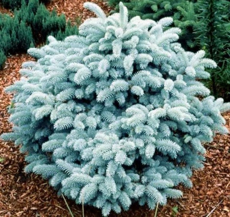 Ель колючая glauca globosa