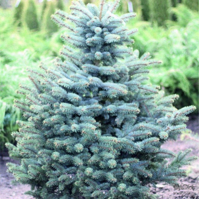 Ель голубая Picea pungens glauca