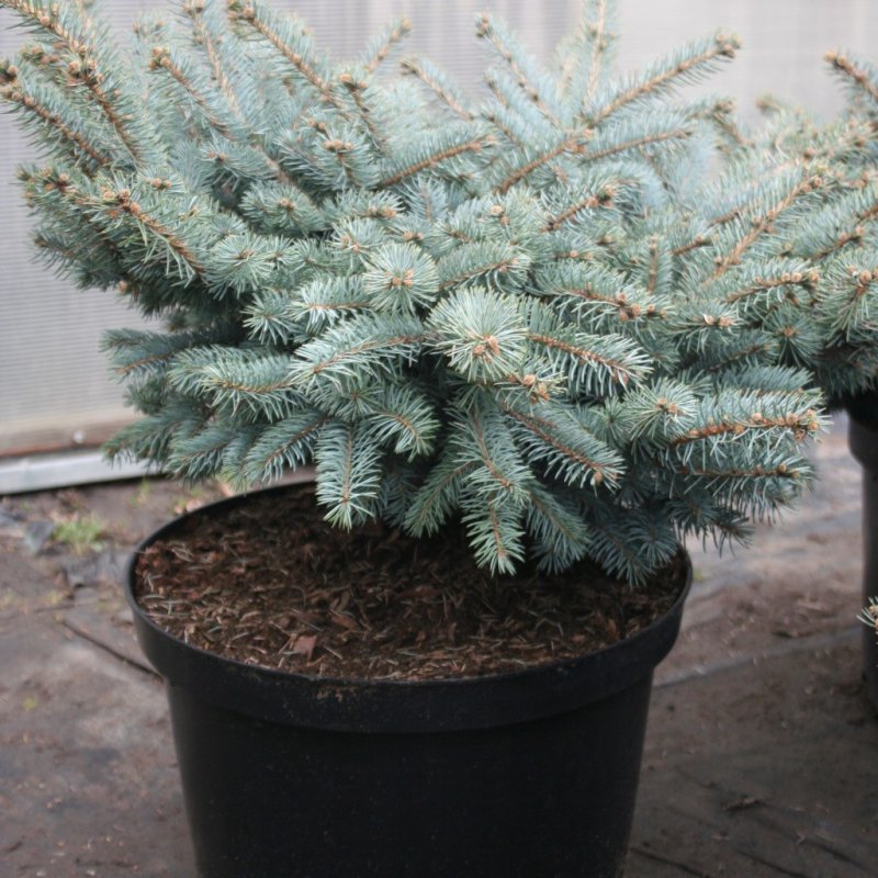Ель колючая glauca globosa