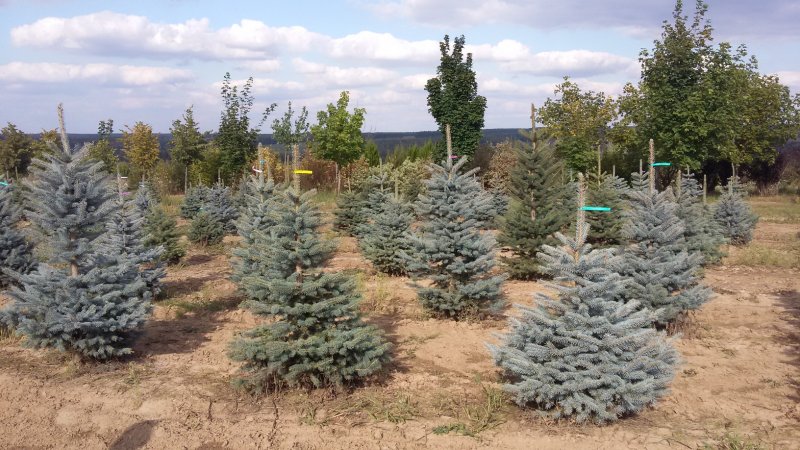 Ель колючая (ф. голубая) — Picea pungens Engelm