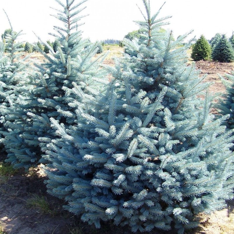 Ель колючая Глаука Picea pungens glauca