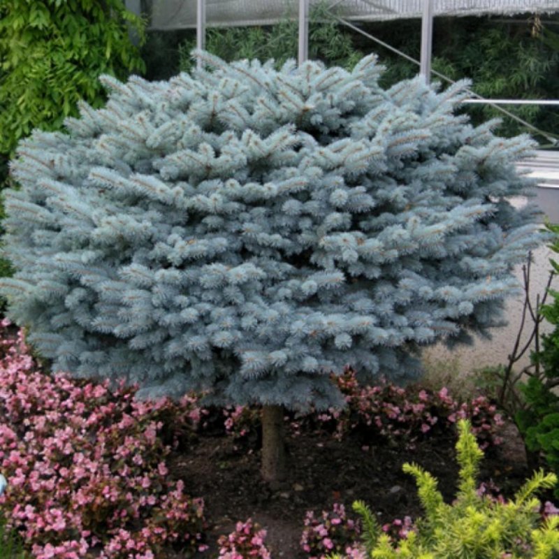 Ель колючая glauca globosa