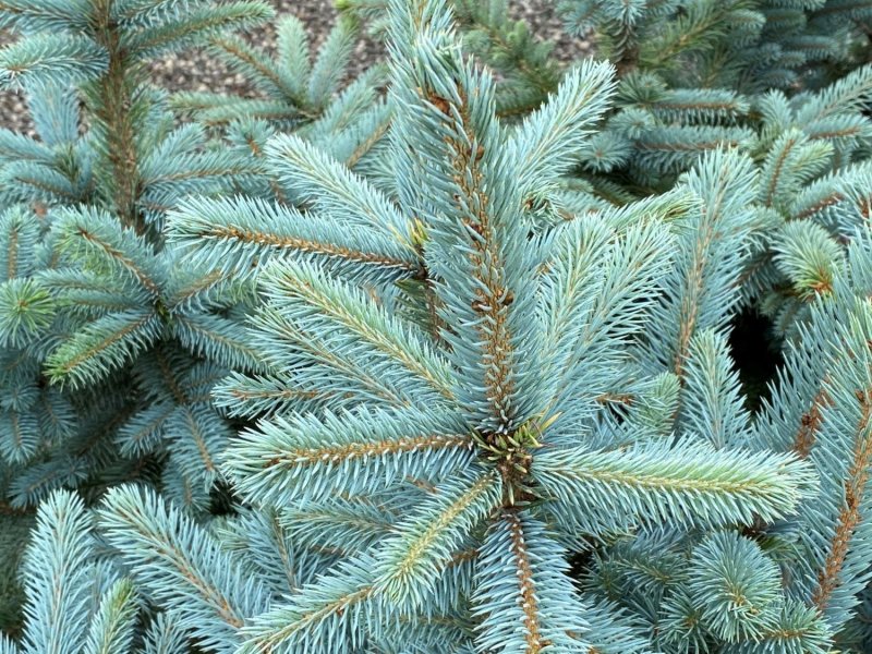 Ель колючая Picea pungens glauca