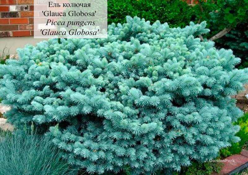 Ель Блю Диамант
