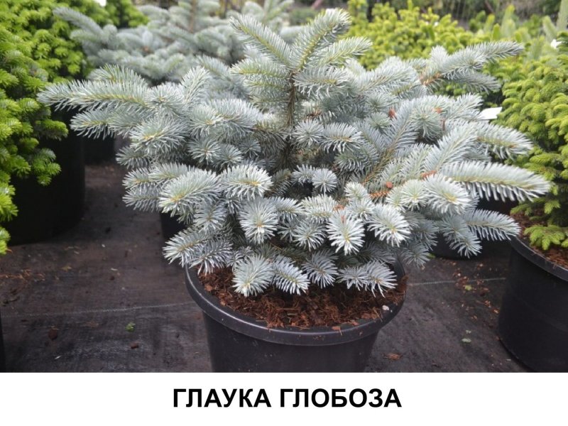 Ель колючая Глобоза