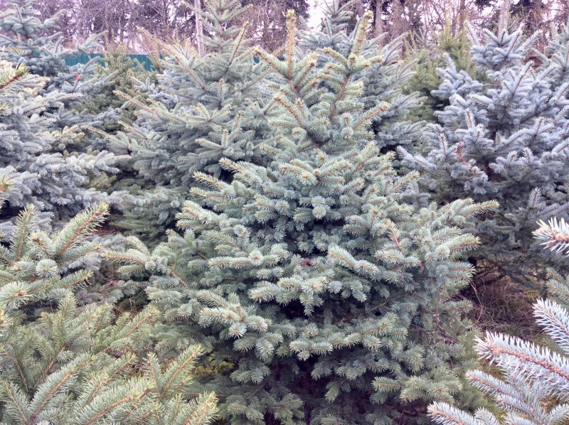 Ель колючая Kaibab