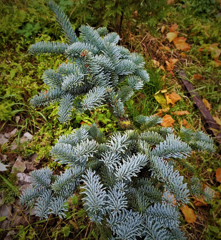 Ель колючая "Waldbrunn" Вальдбрун