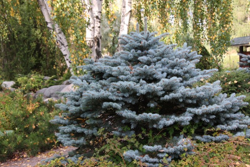 Ель колючая (Picea pungens) ‘glauca globosa’