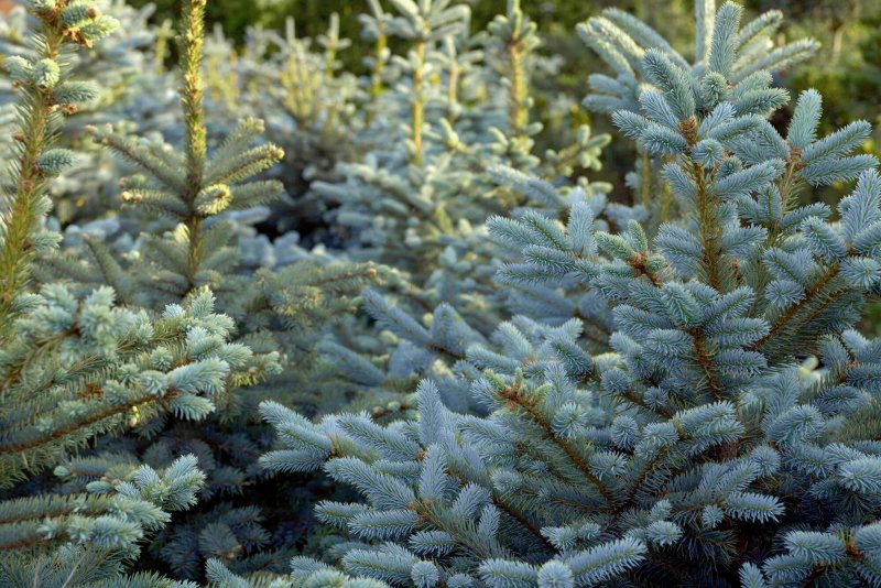 Ель колючая Глаука Picea