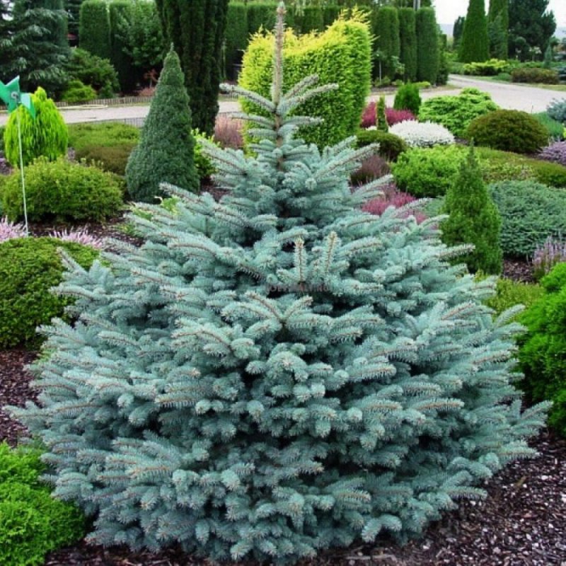 Ель колючая (Picea pungens) ‘glauca globosa’