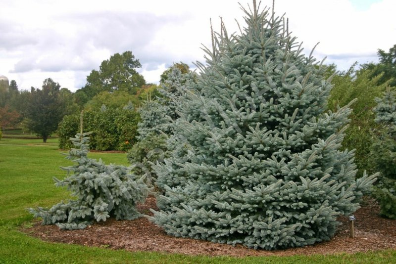 Ель колючая glauca globosa