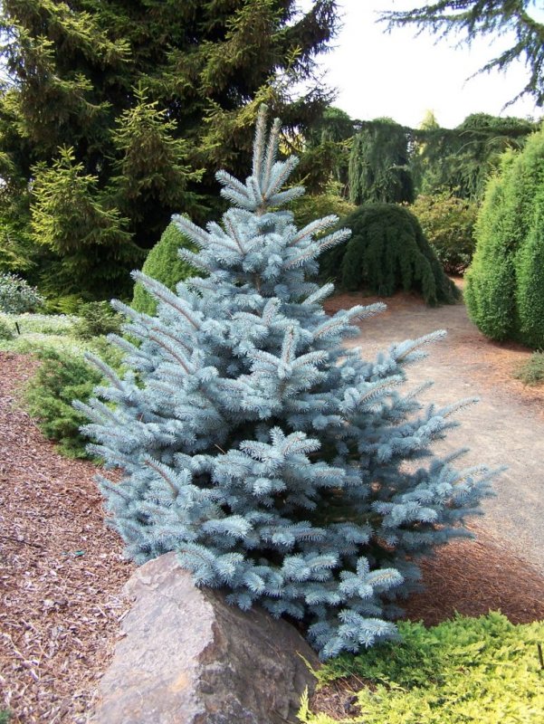 Ель колючая Picea pungens