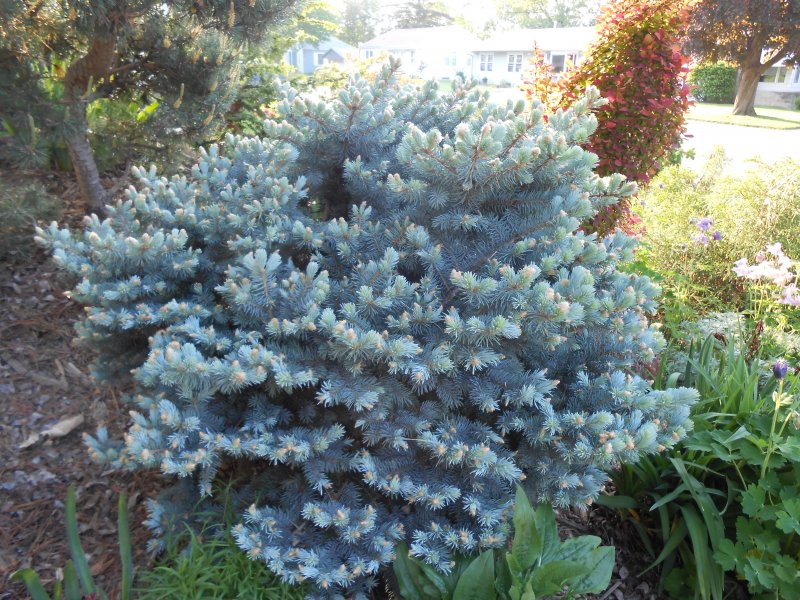 Ель колючая glauca globosa