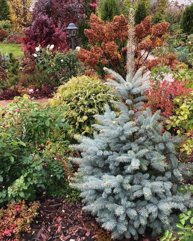 Ель колючая Picea pungens