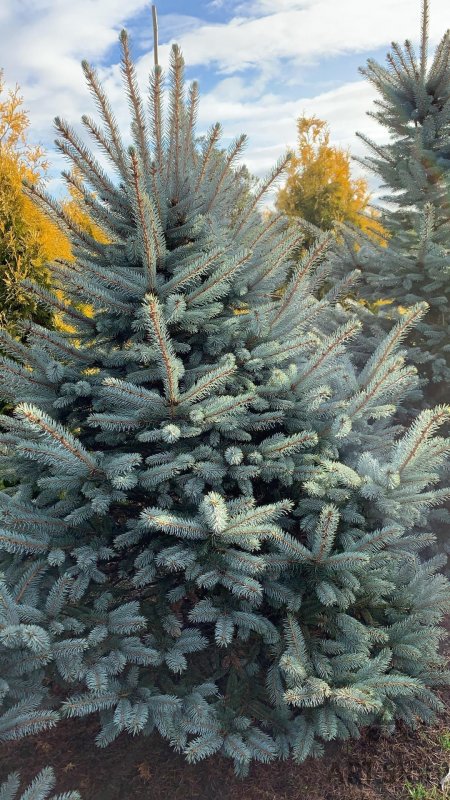 Picea pungens 'glauca globosa'