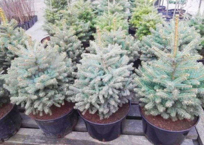 Ель колючая (Picea pungens) ‘glauca globosa’