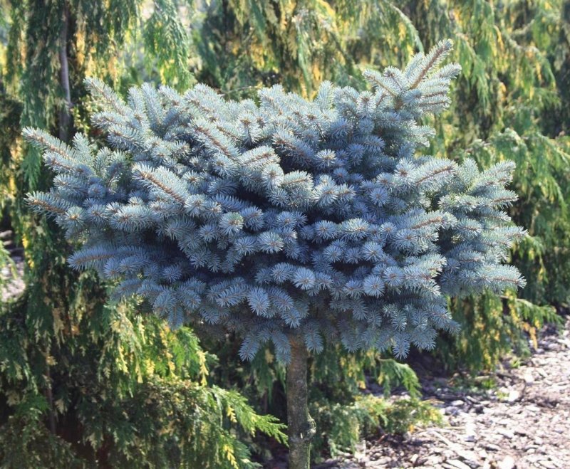 Ель pungens glauca
