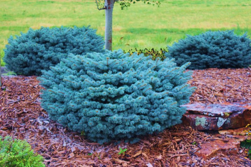Ель колючая glauca