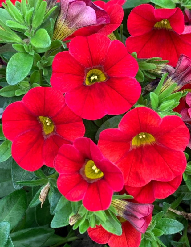 Калибрахоа Calita Red