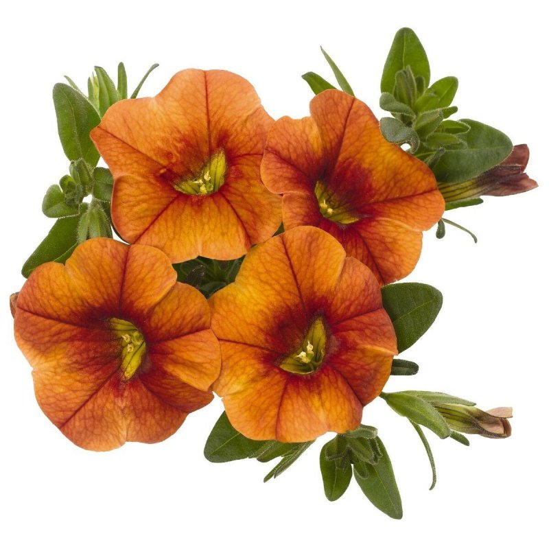 Калибрахоа Aloha hot Orange