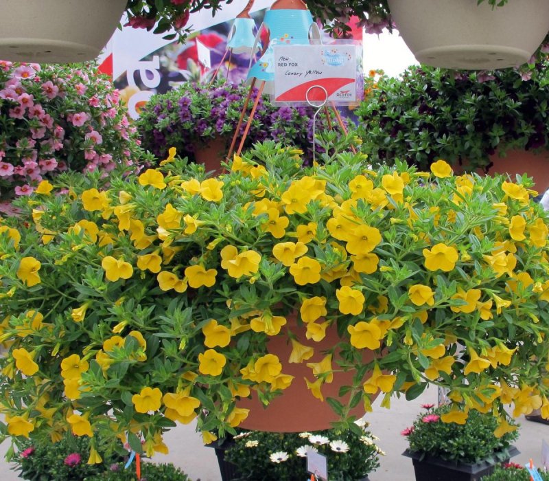Калибрахоа Aloha Kona Yellow