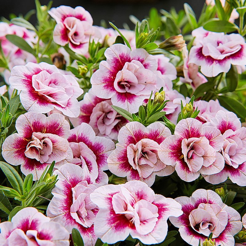 Калибрахоа Double Pink
