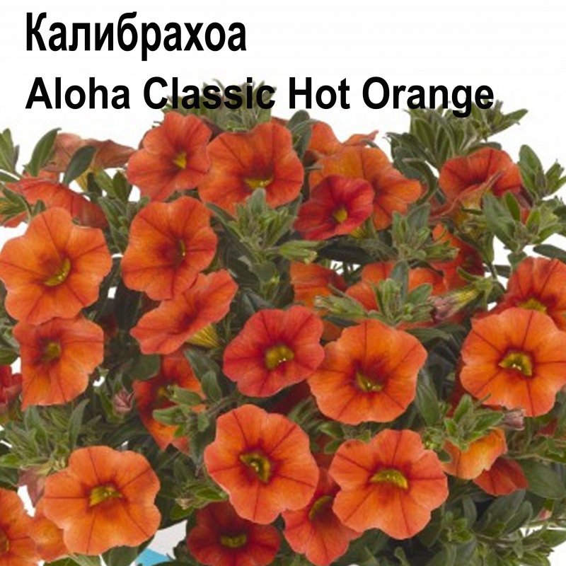 Калибрахоа Aloha Kona Mandarin