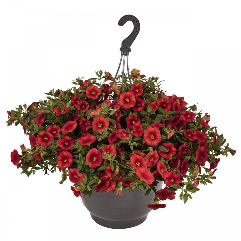 Калибрахоа Aloha Double Cherry Red