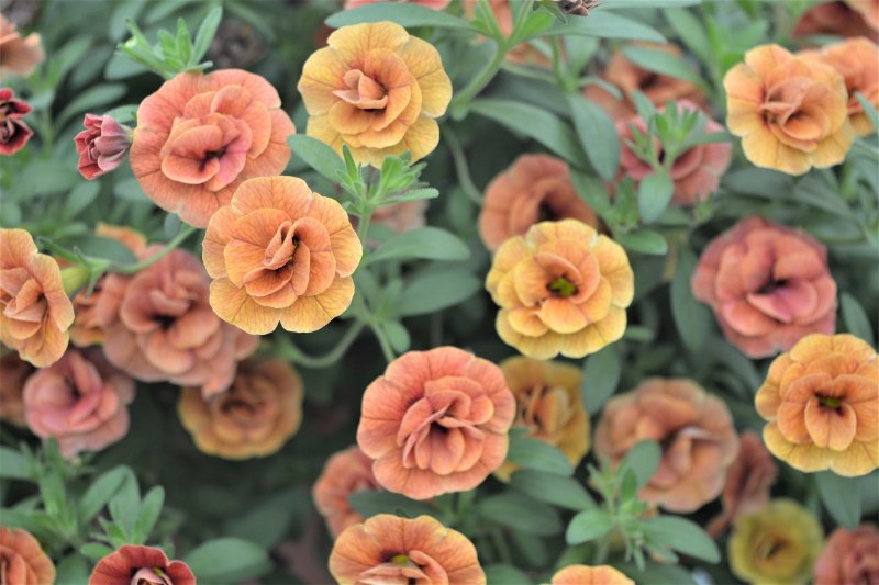 Калибрахоа Calita Double Orange