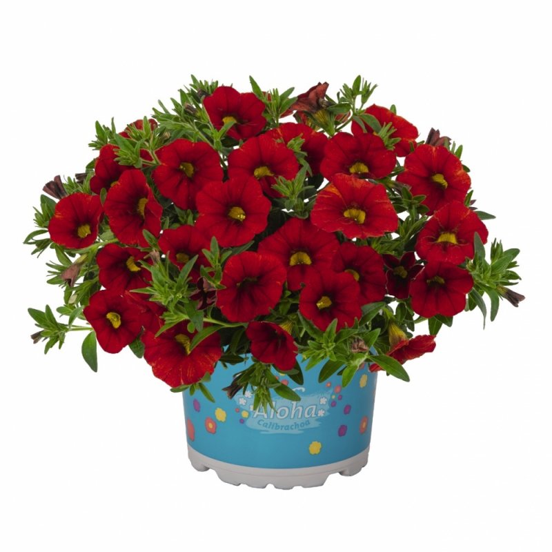 Калибрахоа Aloha Nani Dark Red