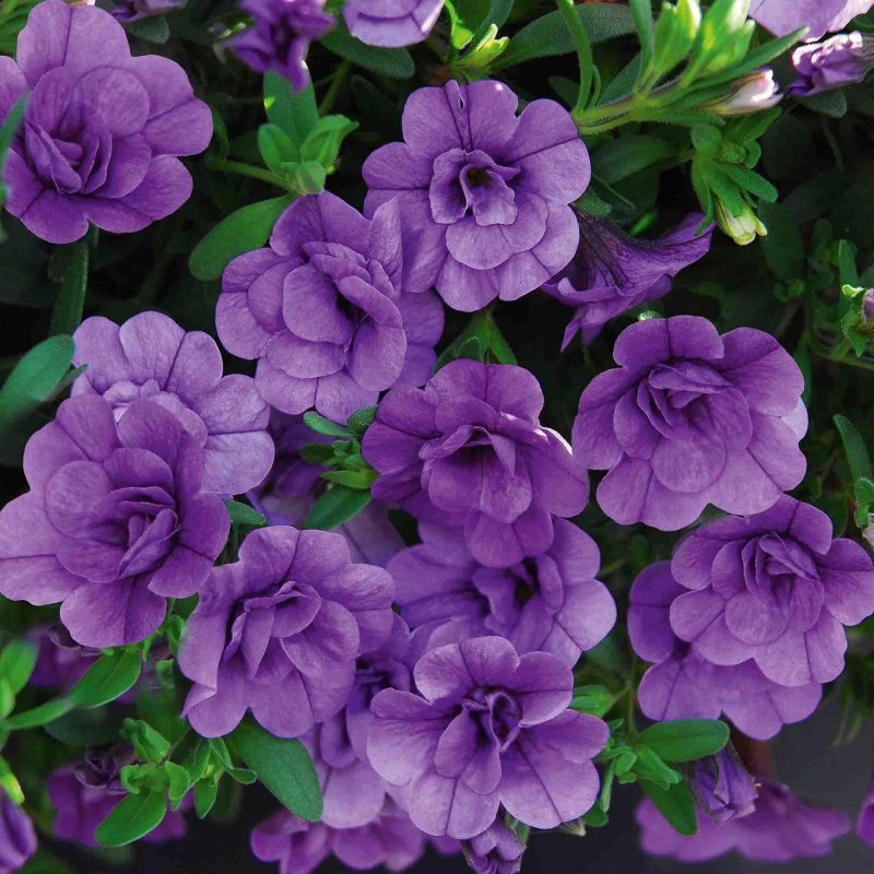 Калибрахоа Aloha Double Lavender