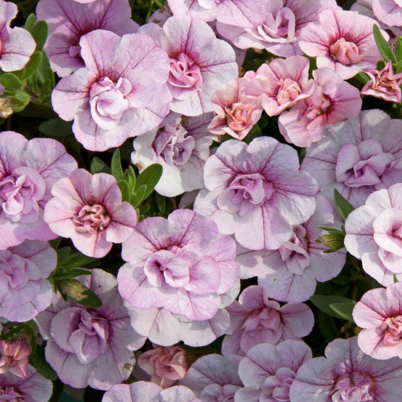 Калибрахоа Aloha Double Pink
