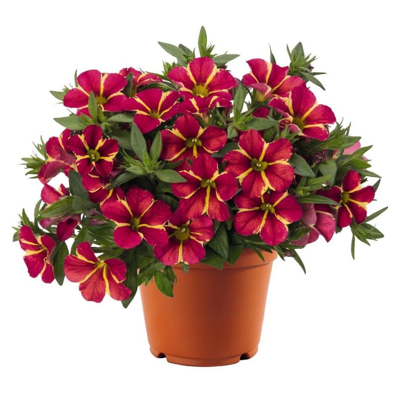 Калибрахоа Aloha Nani Red