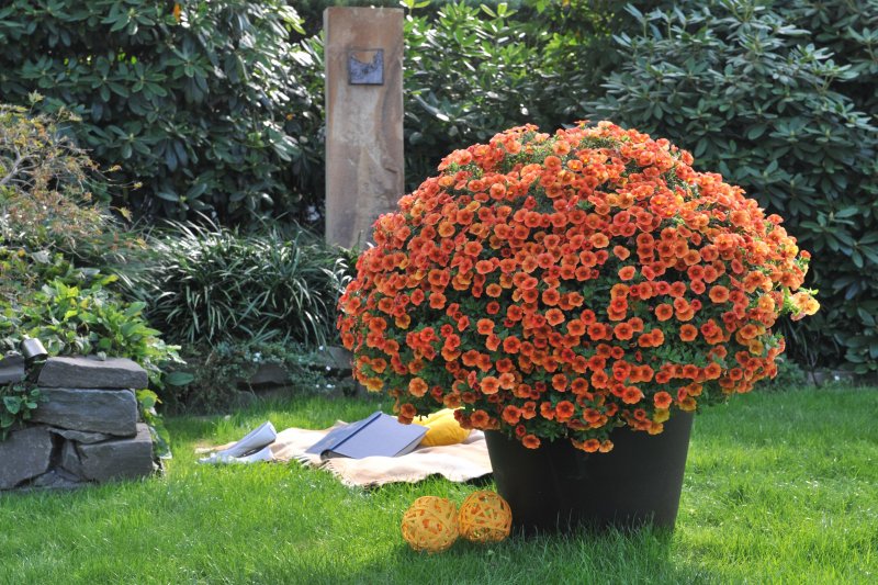 Калибрахоа Aloha Double Orange