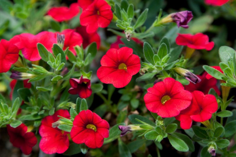 Калибрахоа Aloha Kona Cherry Red