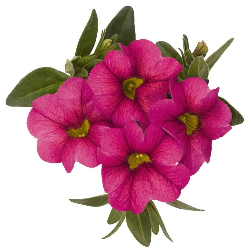Калибрахоа Aloha Kona Pink
