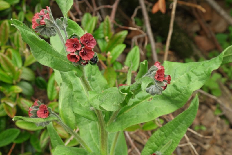 Cynoglossum montanum