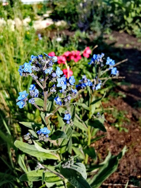 Чернокорень Крысогон
