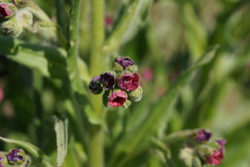 Cynoglossum officinale