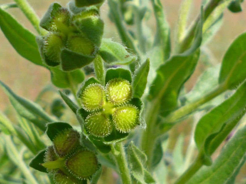 Cynoglossum officinale