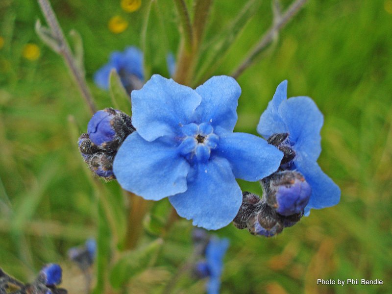 Cynoglossum officinale