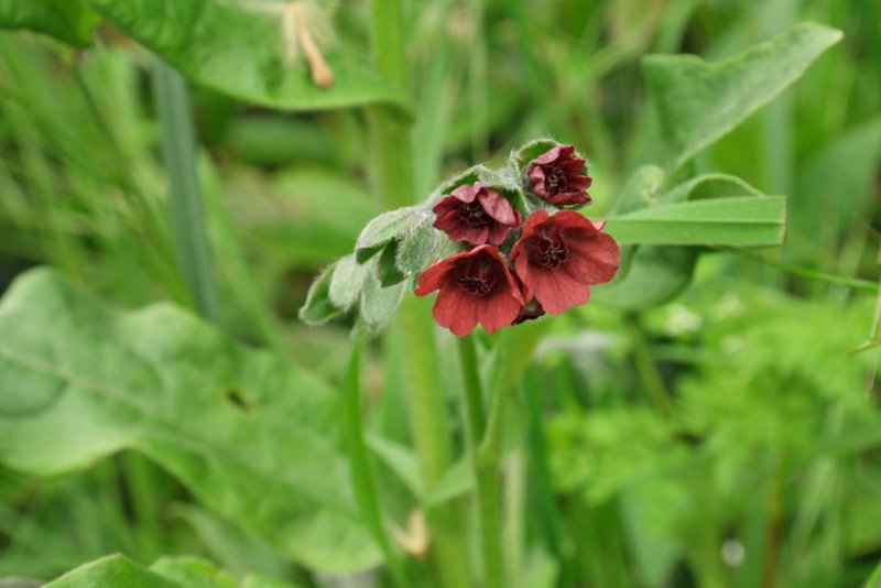 Циноглоссум, чернокорень (Cynoglossum) растение цветок
