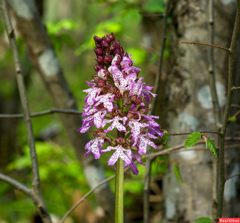 Orchis mascula